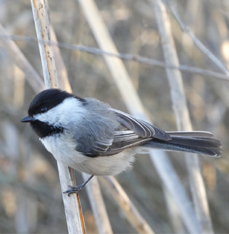 Chickadee